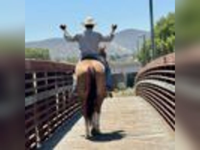 Quarter horse américain Hongre 8 Ans Alezan brûlé in Paicines CA