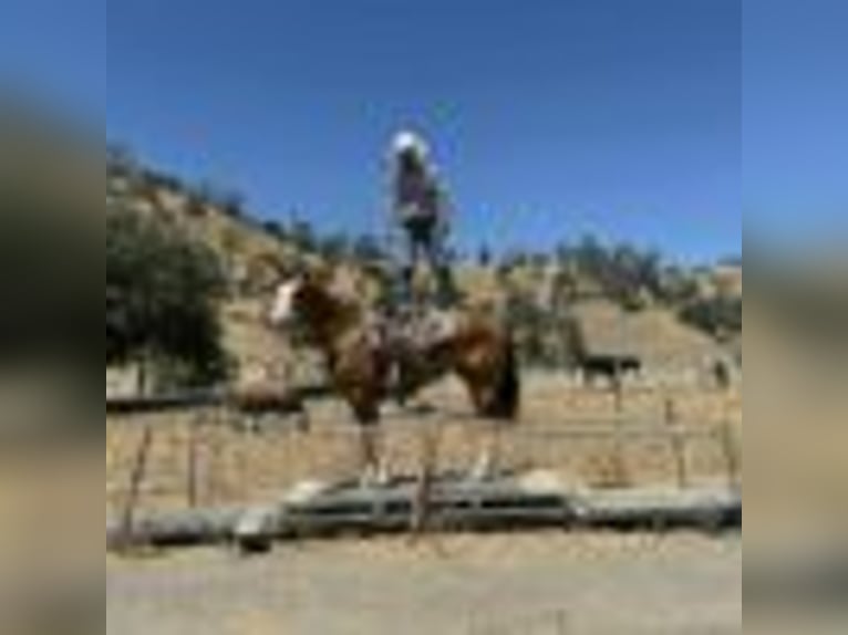 Quarter horse américain Hongre 8 Ans Alezan brûlé in Paicines CA