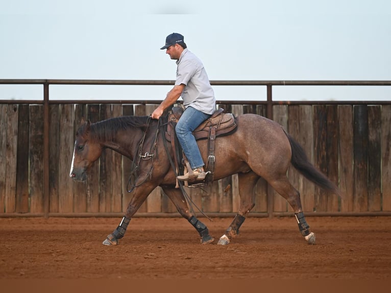 Quarter horse américain Hongre 8 Ans Alezan cuivré in Waco