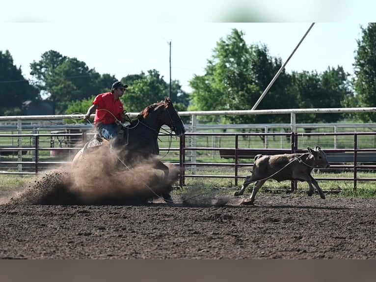 Quarter horse américain Hongre 8 Ans Alezan cuivré in Waco