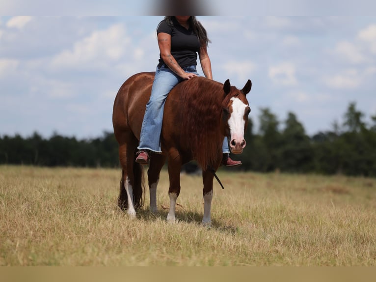 Quarter horse américain Hongre 8 Ans Alezan cuivré in Mount Vernon