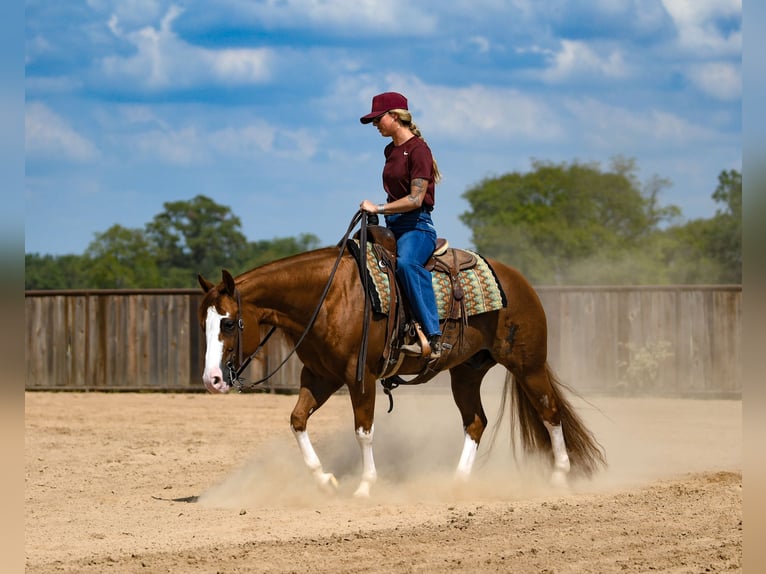 Quarter horse américain Hongre 8 Ans Alezan cuivré in Mount Vernon