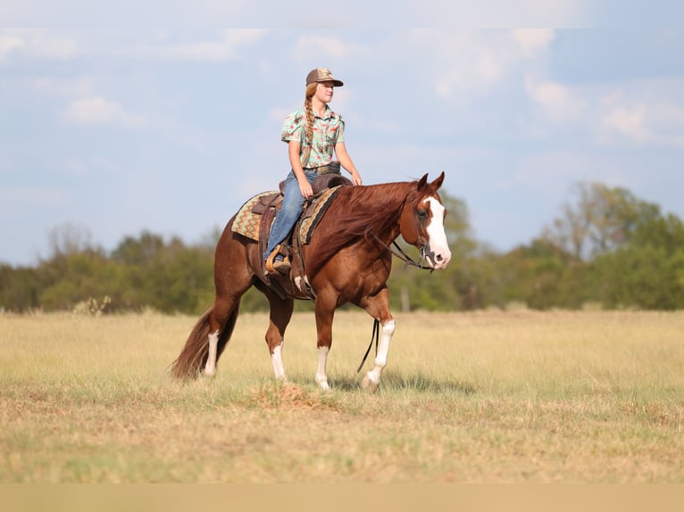 Quarter horse américain Hongre 8 Ans Alezan cuivré in Mount Vernon