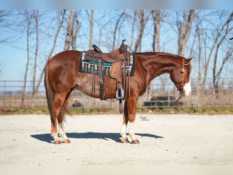 Quarter horse américain Hongre 8 Ans Alezan cuivré in Independence