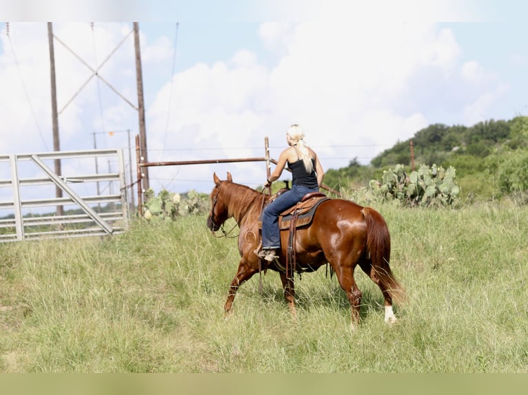 Quarter horse américain Hongre 8 Ans Alezan cuivré in Mineral Wells