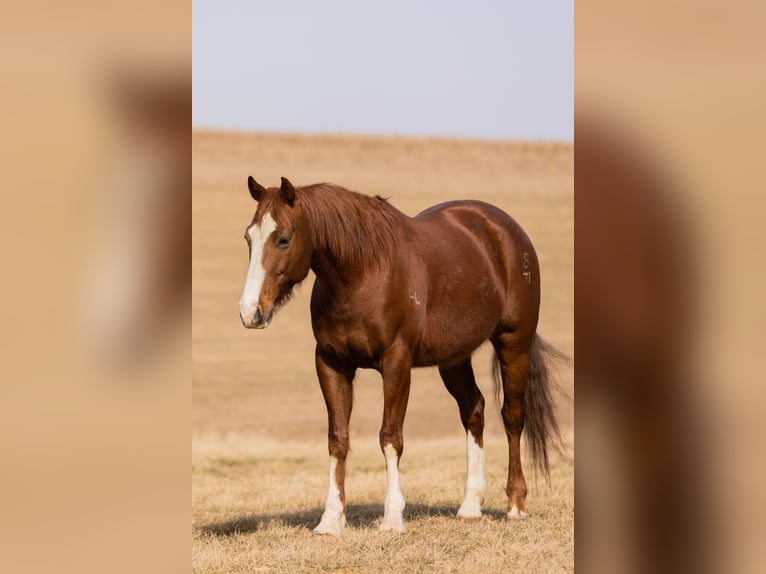 Quarter horse américain Hongre 8 Ans Alezan cuivré in Decorah