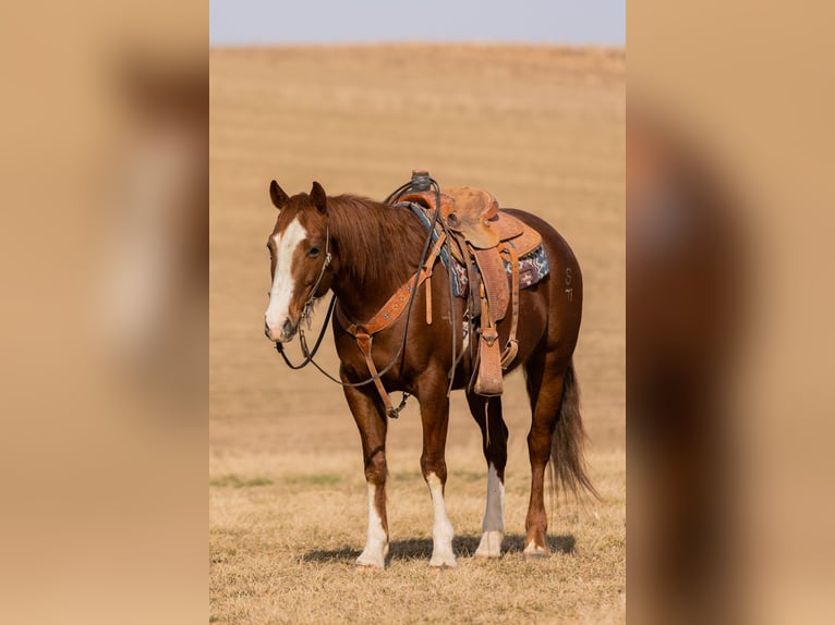 Quarter horse américain Hongre 8 Ans Alezan cuivré in Decorah