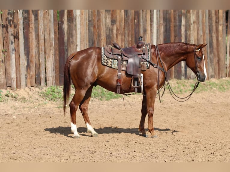 Quarter horse américain Hongre 8 Ans Alezan cuivré in Joshua, TX