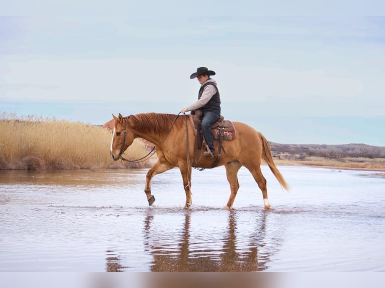 Quarter horse américain Hongre 8 Ans Alezan dun in Waco TX