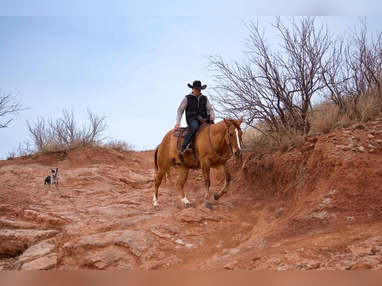 Quarter horse américain Hongre 8 Ans Alezan dun in Waco TX