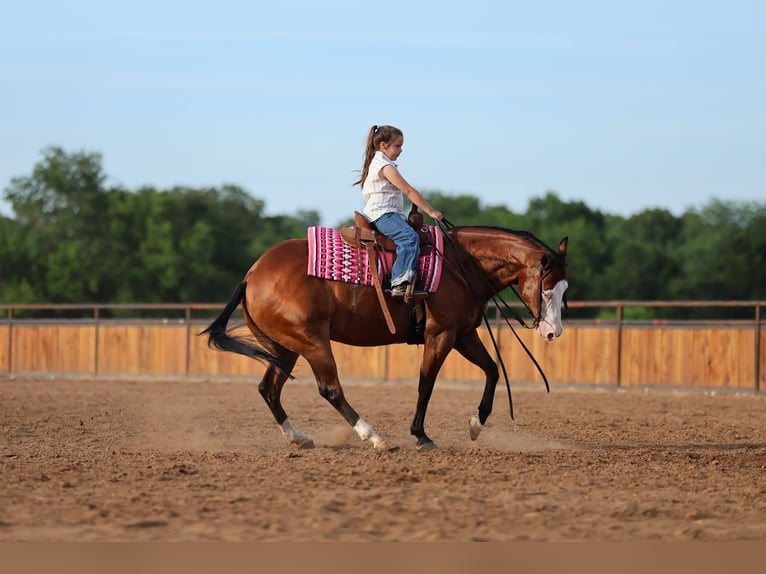 Quarter horse américain Hongre 8 Ans Bai cerise in Buffalo