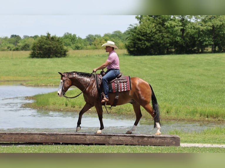 Quarter horse américain Hongre 8 Ans Bai cerise in Buffalo