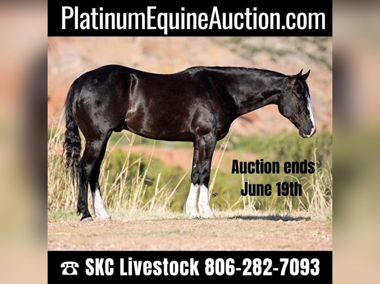 Quarter horse américain Hongre 8 Ans Bai cerise in Canyon TX