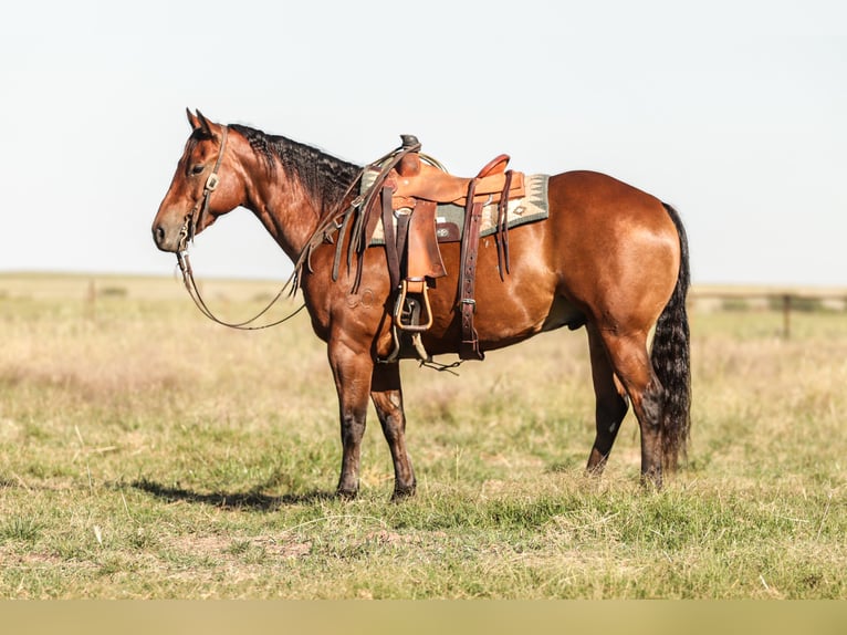 Quarter horse américain Hongre 8 Ans Bai cerise in Ryan