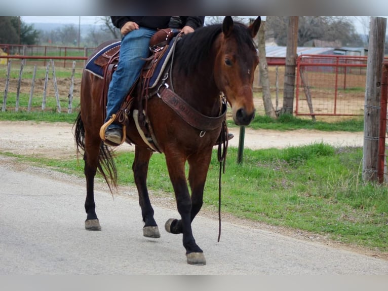 Quarter horse américain Hongre 8 Ans Bai cerise in Stephenville, TX