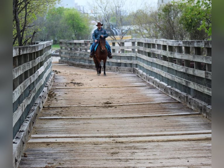 Quarter horse américain Hongre 8 Ans Bai cerise in Stephenville, TX
