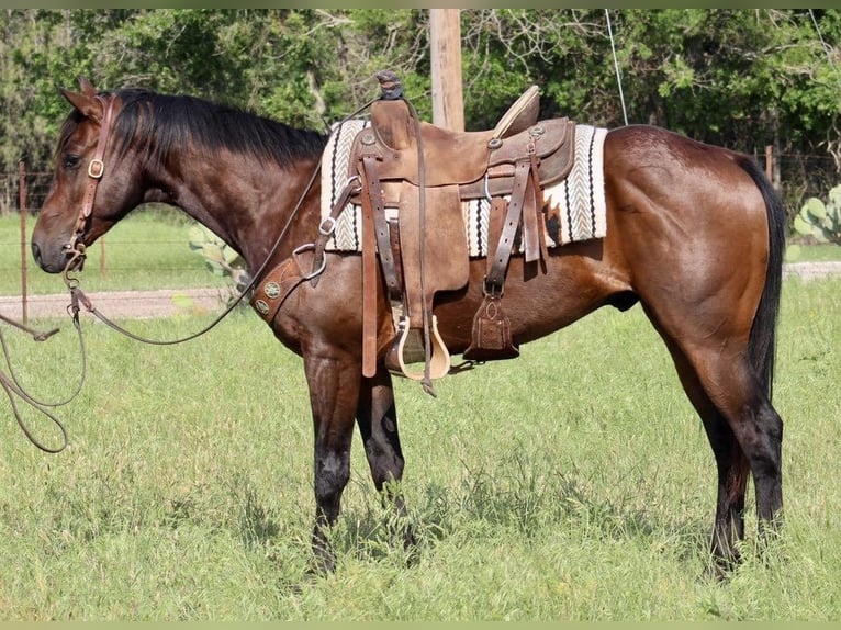 Quarter horse américain Hongre 8 Ans Bai cerise in Morgan Mill TX