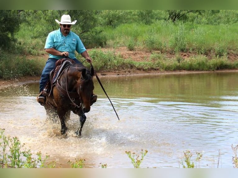Quarter horse américain Hongre 8 Ans Bai cerise in Stephenville TX