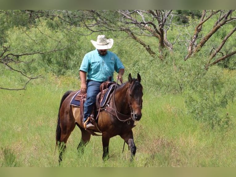 Quarter horse américain Hongre 8 Ans Bai cerise in Stephenville TX