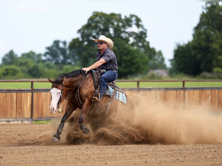 Quarter horse américain Hongre 8 Ans Bai cerise in Buffalo