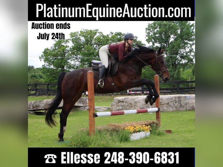 Quarter horse américain Hongre 8 Ans Bai cerise in Highland MIchigan