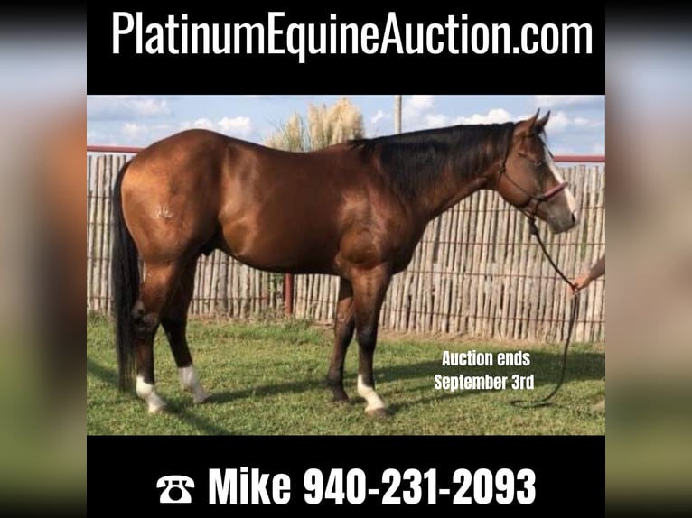 Quarter horse américain Hongre 8 Ans Bai cerise in OAKLEY, UT