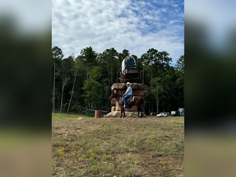 Quarter horse américain Hongre 8 Ans Bai cerise in Princeton, MO