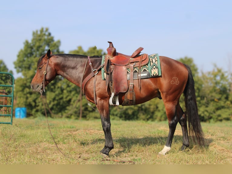 Quarter horse américain Hongre 8 Ans Bai cerise in Princeton, MO