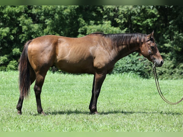 Quarter horse américain Hongre 8 Ans Bai cerise in Somerset, KY