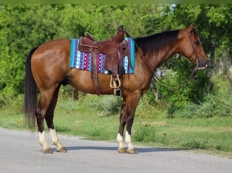 Quarter horse américain Hongre 8 Ans Bai cerise in Stephenville Tx