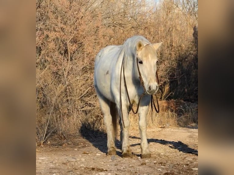Quarter horse américain Hongre 8 Ans Blanc in Camp Verde, AZ