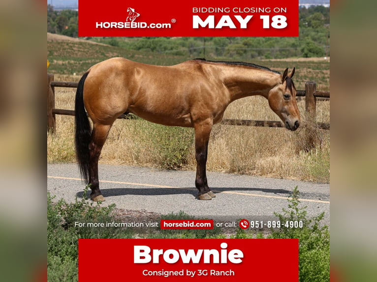 Quarter horse américain Hongre 8 Ans Buckskin in Norco