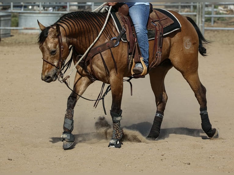 Quarter horse américain Hongre 8 Ans Buckskin in Norco