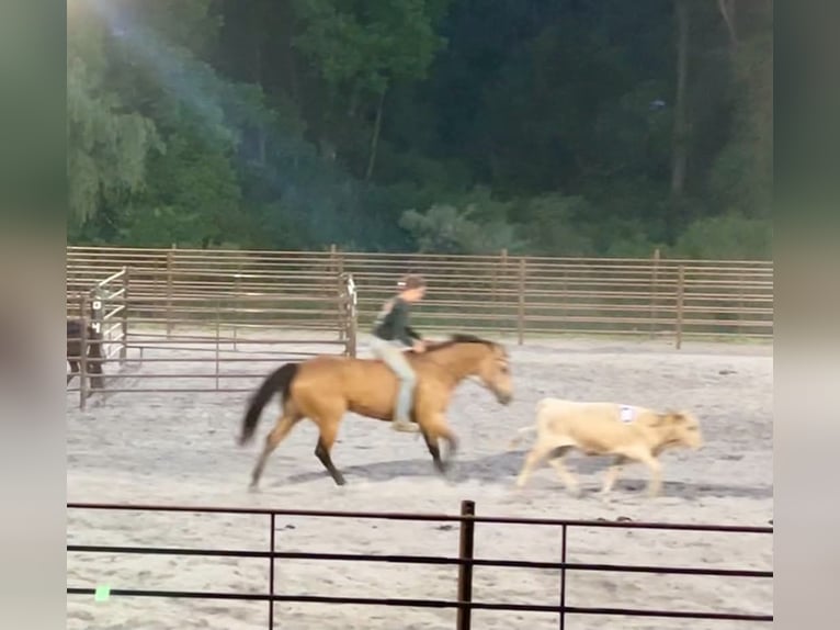 Quarter horse américain Hongre 8 Ans Buckskin in New Holland