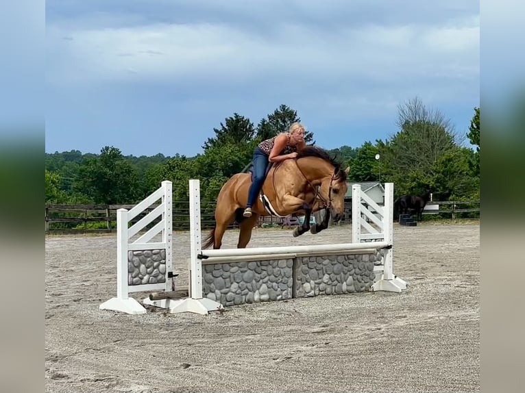 Quarter horse américain Hongre 8 Ans Buckskin in New Holland