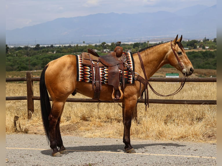 Quarter horse américain Hongre 8 Ans Buckskin in Norco