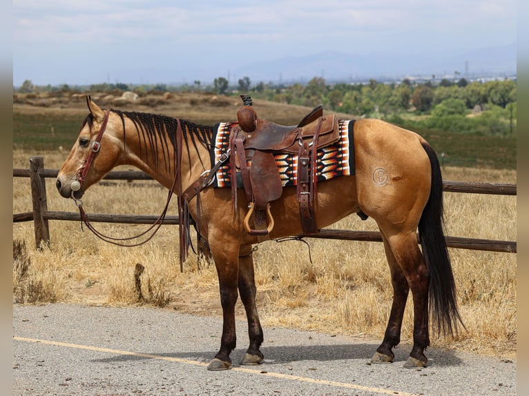 Quarter horse américain Hongre 8 Ans Buckskin in Norco