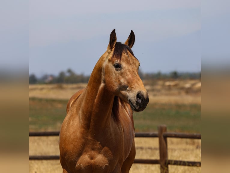 Quarter horse américain Hongre 8 Ans Buckskin in Norco