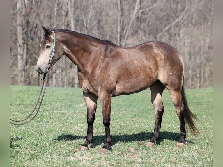 Quarter horse américain Hongre 8 Ans Buckskin in Mount Vernon