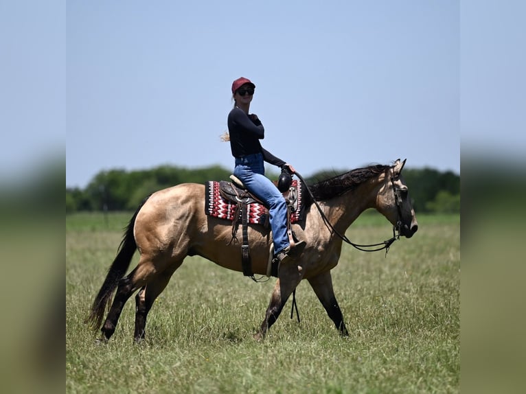 Quarter horse américain Hongre 8 Ans Buckskin in Dublin