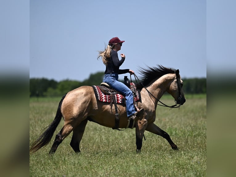 Quarter horse américain Hongre 8 Ans Buckskin in Dublin