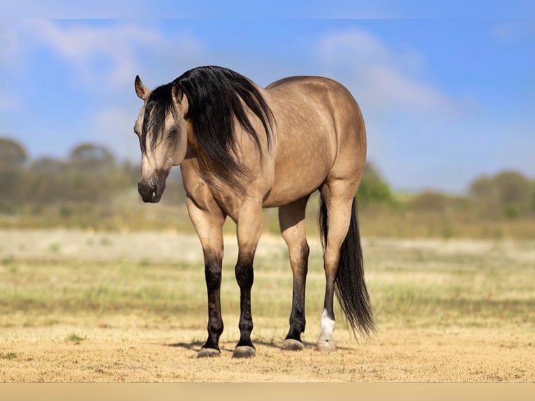 Quarter horse américain Hongre 8 Ans Buckskin in Ponder