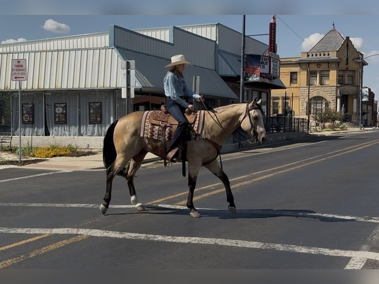 Quarter horse américain Hongre 8 Ans Buckskin in Ponder