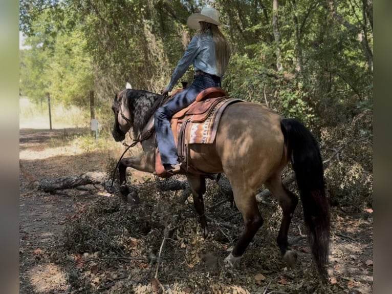 Quarter horse américain Hongre 8 Ans Buckskin in Ponder