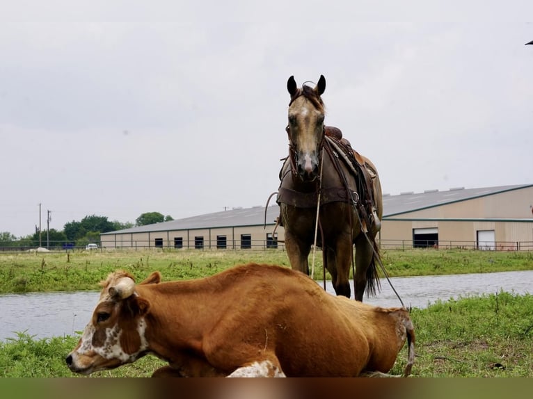 Quarter horse américain Hongre 8 Ans Buckskin in Kaufman, TX