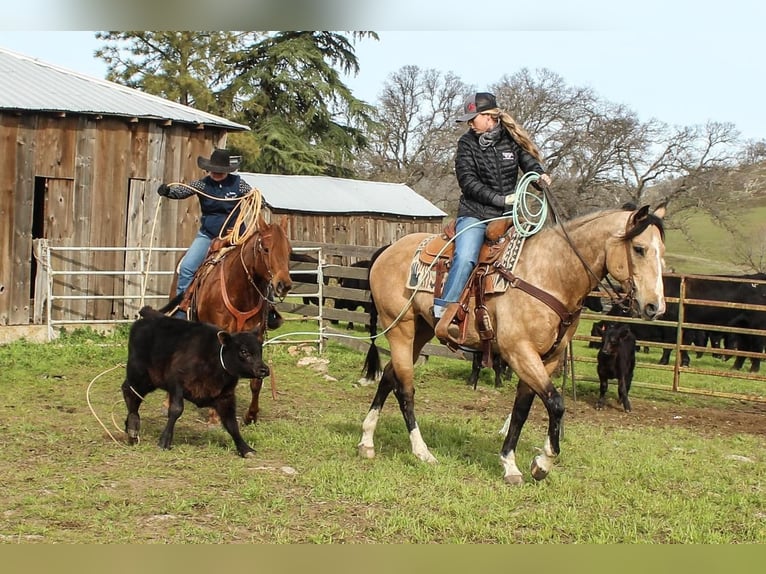Quarter horse américain Hongre 8 Ans Buckskin in Waterford, CA