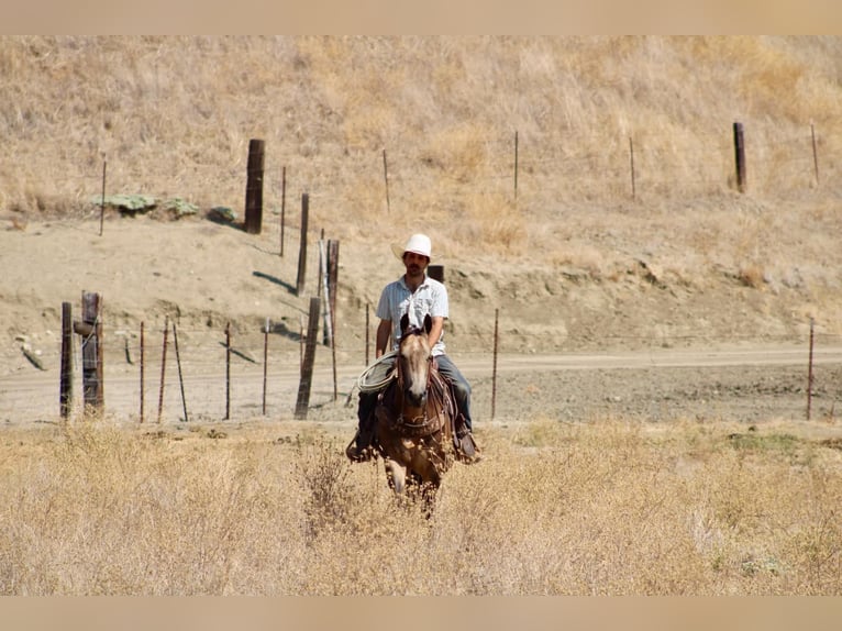 Quarter horse américain Hongre 8 Ans Buckskin in Tres Pinos