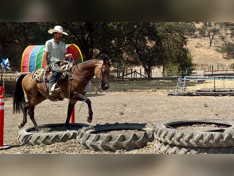 Quarter horse américain Hongre 8 Ans Buckskin in Tres Pinos