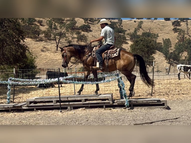 Quarter horse américain Hongre 8 Ans Buckskin in Tres Pinos