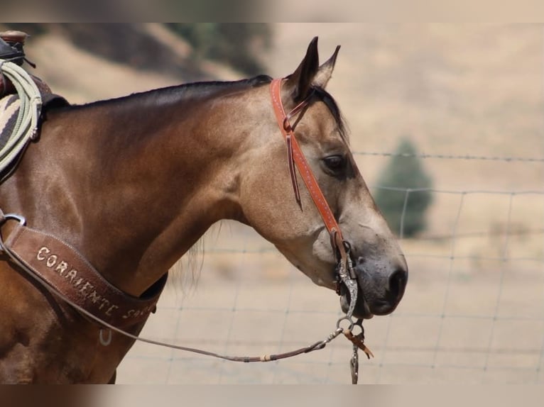 Quarter horse américain Hongre 8 Ans Buckskin in Tres Pinos